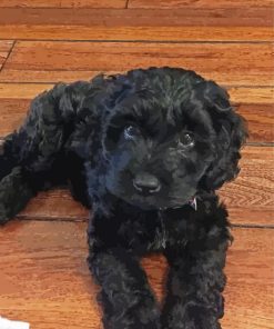 Black Cockapoo Puppy Diamond Painting