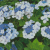 Bluebird Hydrangeas Flowering Plants Diamond Painting