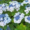 Bluebird Hydrangeas Flowering Plants Diamond Painting