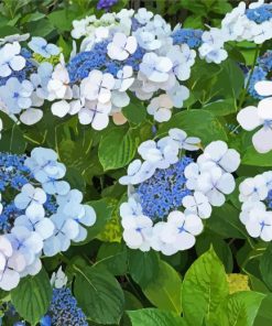 Bluebird Hydrangeas Flowering Plants Diamond Painting