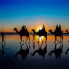 Camels Silhouette At Broome Beach Diamond Painting