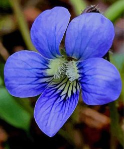 Common Blue Violet Flower Diamond Painting