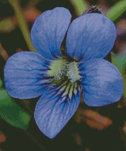 Common Blue Violet Flower Diamond Painting