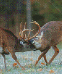 Deer Fighting Diamond Painting