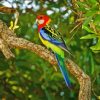 Eastern Rosella On Tree Branch Diamond Painting