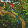 Eastern Rosella On Tree Branch Diamond Painting