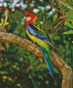 Eastern Rosella On Tree Branch Diamond Painting