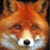 Fox Orange Face Diamond Painting