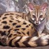 Genet Animal Diamond Painting