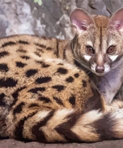 Genet Animal Diamond Painting