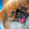 Pekingese Cute Face Diamond Painting