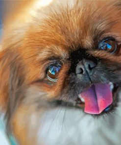 Pekingese Cute Face Diamond Painting