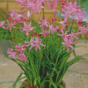 Pink Nerine Plant Pot Diamond Painting