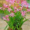 Pink Nerine Plant Pot Diamond Painting