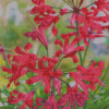 Red Nerine Lily Plant Diamond Painting