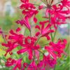 Red Nerine Lily Plant Diamond Painting