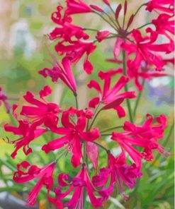 Red Nerine Lily Plant Diamond Painting