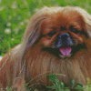 Small Pekingese Dog Diamond Painting