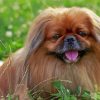 Small Pekingese Dog Diamond Painting