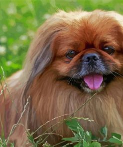 Small Pekingese Dog Diamond Painting