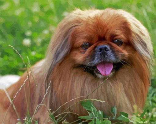 Small Pekingese Dog Diamond Painting