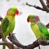 Two Alexandrine Parakeets Diamond Painting