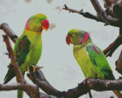 Two Alexandrine Parakeets Diamond Painting