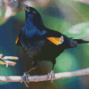 Yellow Winged Blackbird On Stick Diamond Painting