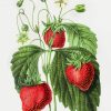 Vintage Strawberry Diamond Painting