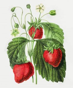 Vintage Strawberry Diamond Painting