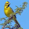 Yellow Cardinal Diamond Painting