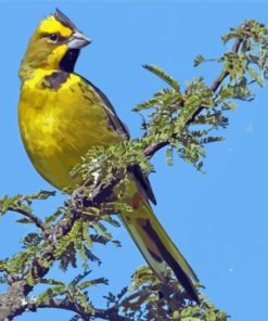 Yellow Cardinal Diamond Painting