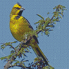 Yellow Cardinal Diamond Painting