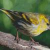 Aesthetic Eurasian Siskin Diamond Painting