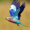 Aesthetic Lilac Breasted Roller Diamond Painting