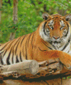 Bengal Tiger Diamond Painting