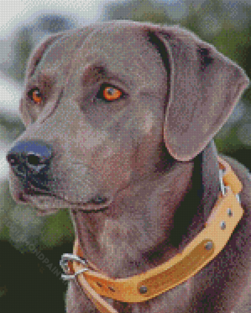 Black Blue Lacy Dog Diamond Painting