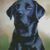 Cool Black Labrador Diamond Painting