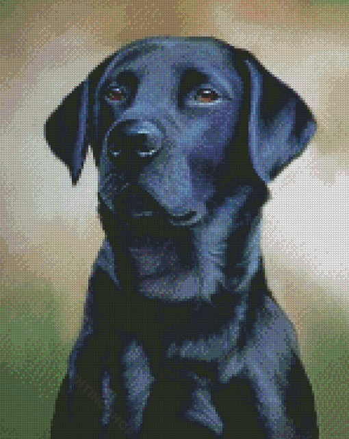 Cool Black Labrador Diamond Painting