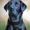 Cool Black Labrador Diamond Painting