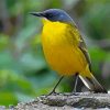 Eastern Yellow Wagtail Diamond Painting