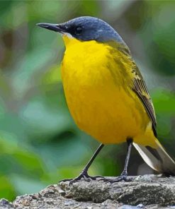 Eastern Yellow Wagtail Diamond Painting