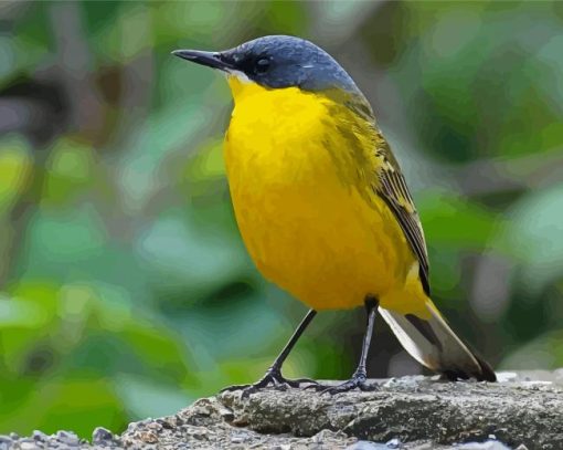 Eastern Yellow Wagtail Diamond Painting