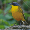 Eastern Yellow Wagtail Diamond Painting