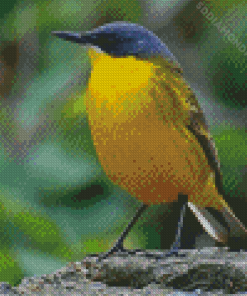 Eastern Yellow Wagtail Diamond Painting