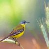 Western Yellow Wagtail Diamond Painting