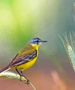 Western Yellow Wagtail Diamond Painting