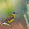 Western Yellow Wagtail Diamond Painting