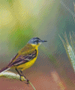 Western Yellow Wagtail Diamond Painting