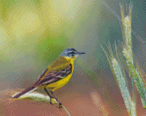 Western Yellow Wagtail Diamond Painting